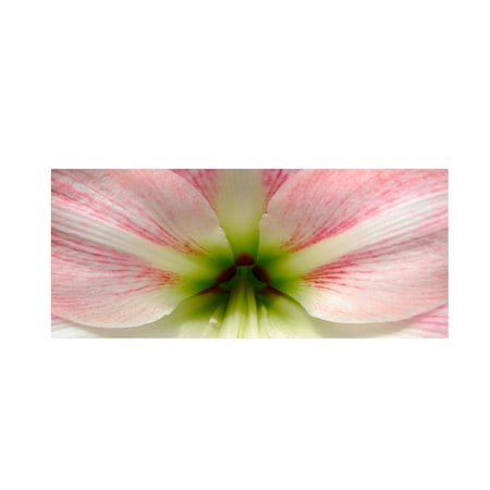 Kurt Shaffer 'Amazing Amaryllis' Canvas Art,10x19